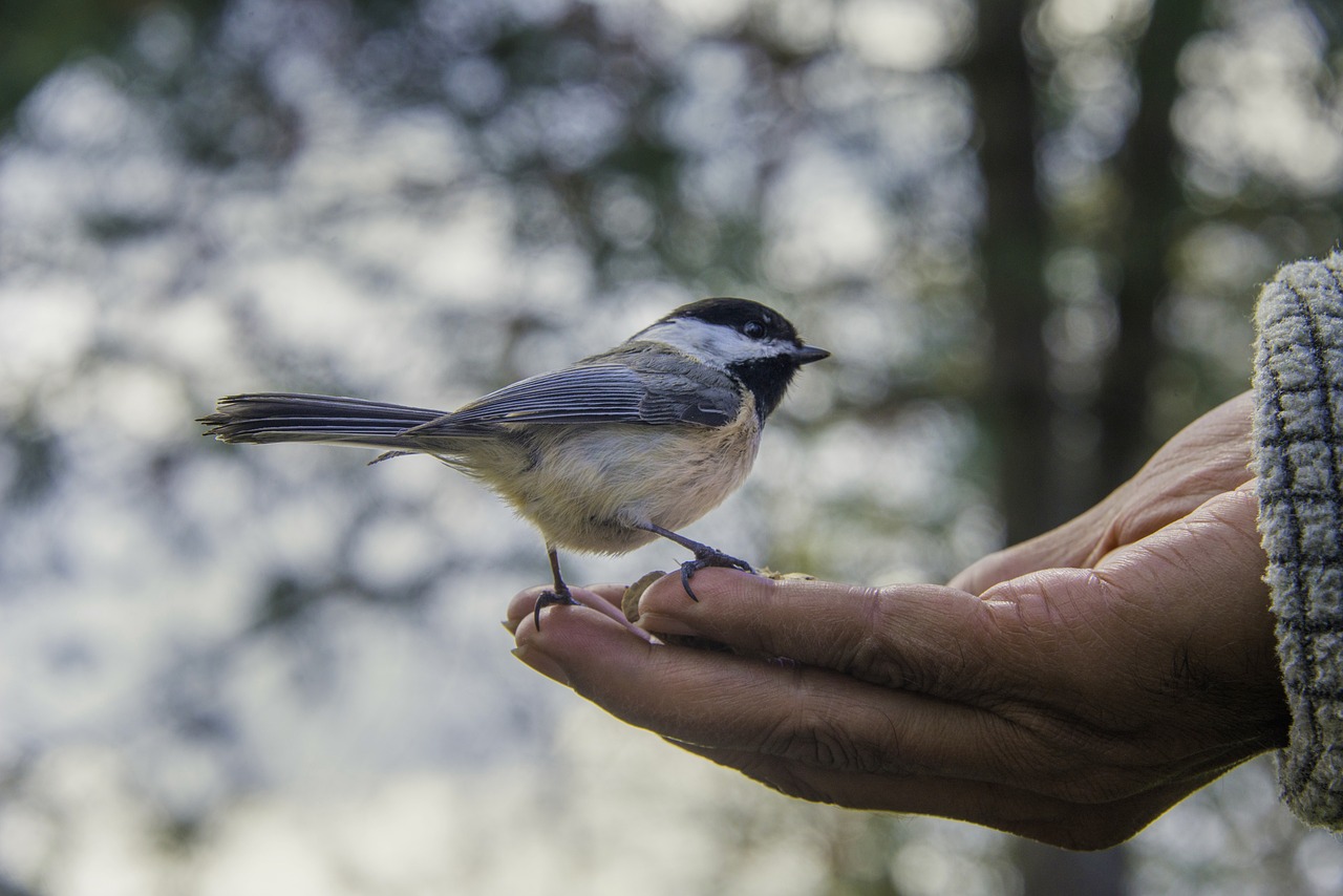 Creating a Wildlife-Friendly Backyard